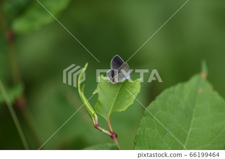 Female of Swallowfish 66199464