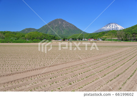 Take a photo of the beet field just transplanted in Kimobetsu Town, Hokkaido in early summer Take a photo of the beet field just transplanted in Kimobetsu Town, Hokkaido in early summer 66199602