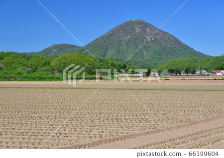 Take a photo of the beet field just transplanted in Kimobetsu Town, Hokkaido in early summer 66199604
