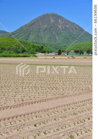 拍攝初夏剛在北海道Kimobetsu鎮移植的甜菜田的照片 拍攝初夏剛在北海道Kimobetsu鎮移植的甜菜田的照片 66199606
