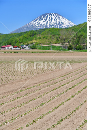 Take a photo of the beet field just transplanted in Kimobetsu Town, Hokkaido in early summer Take a photo of the beet field just transplanted in Kimobetsu Town, Hokkaido in early summer 66199607