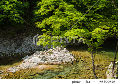 Fresh green and mountain stream Fresh green and mountain stream 66199656