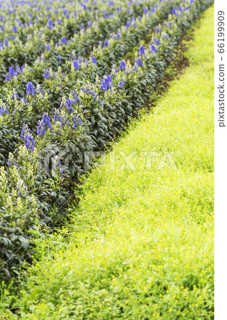 Torikabuto場Toyoura cho 66199909