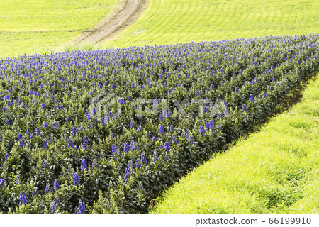 Torikabuto場Toyoura cho Torikabuto場Toyoura cho 66199910