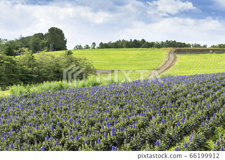 Torikabuto場Toyoura cho Torikabuto場Toyoura cho 66199912