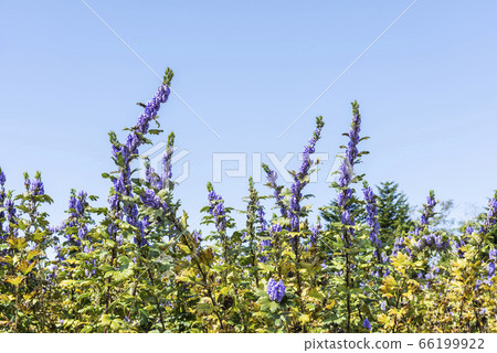 Torikabuto場Toyoura cho Torikabuto場Toyoura cho 66199922