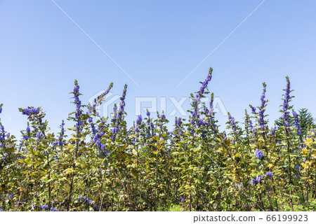 Torikabuto場Toyoura cho 66199923