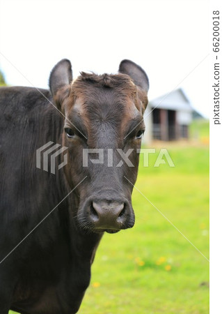 Japanese beef Japanese beef 66200018