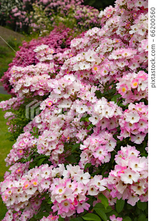 Rose flower ballerina 66200560