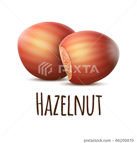 Hazelnut icon, realistic style 66200870