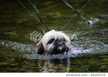 Dog swimming in the river Dog swimming in the river 66201010