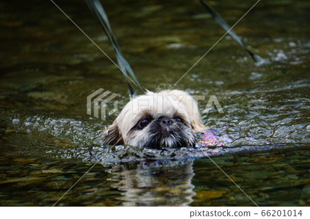 Dog swimming in the river Dog swimming in the river 66201014