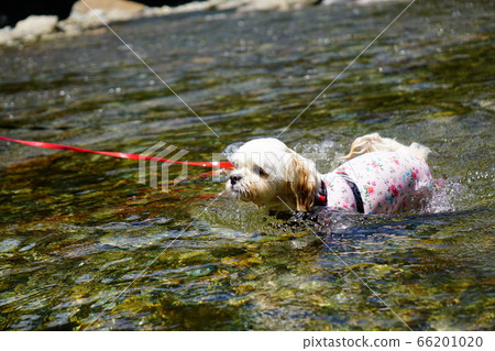 狗在河裡walking 66201020