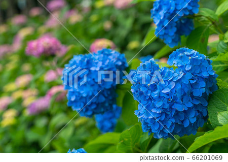 Sex Sea Temple Hydrangea 1361 66201069