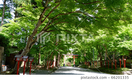 Hiyoshi Taisha, Sanno Torii's vermilion and maple fresh green 66201335