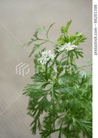 帕庫蒂花 66201386