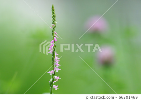 螺絲香蕉 66201469