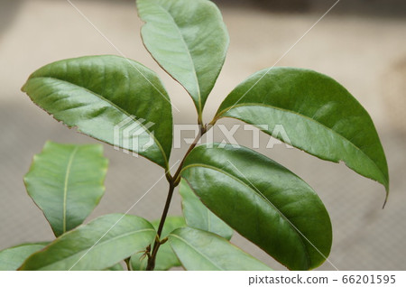 Litchi Sapling 66201595