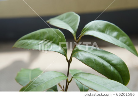 Litchi Sapling 66201596