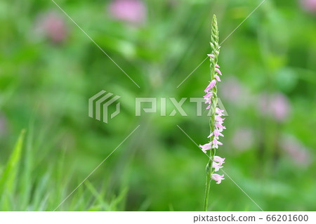 螺絲香蕉 66201600