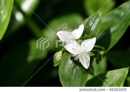 No-hakata Calarusa (Naka Hakata) No-hakata Calarusa (Naka Hakata) 66201605