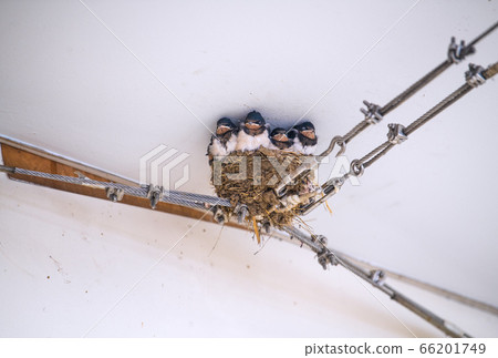 Yokohama cityscape of Japan, swallow's nest in the free passage of Azamino station (cute chicks scoop...) 66201749