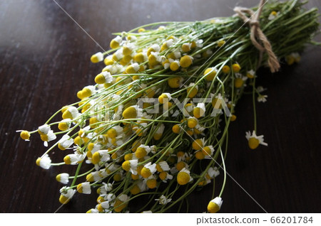 德國洋甘菊 66201784