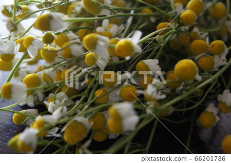 德國洋甘菊 66201786