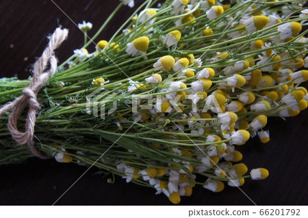 德國洋甘菊 66201792