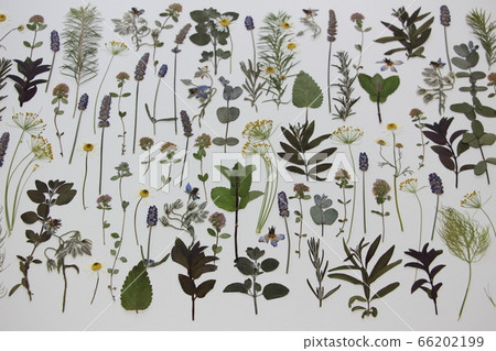 Pressed flower of herb Pressed flower of herb 66202199