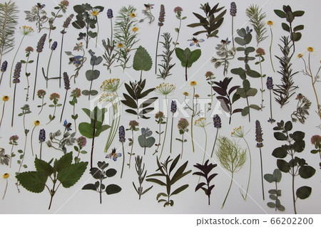Pressed flower of herb 66202200