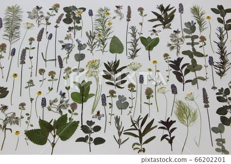 香草壓花 66202201