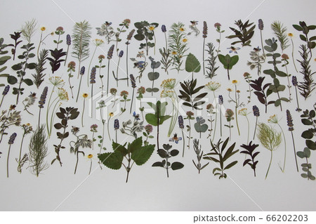 香草壓花 香草壓花 66202203