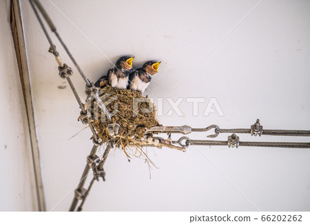 Yokohama cityscape of Japan Child-rearing of swallows (sucking cute chicks...) = Azamino Station free passage Yokohama cityscape of Japan Child-rearing of swallows (sucking cute chicks...) = Azamino Station free passage 66202262