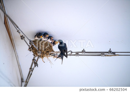 日本橫濱城市景觀養燕子（吮吸可愛的小雞...）= Azamino Station免費通過 66202504