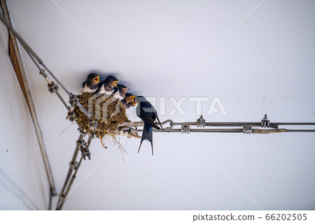 日本橫濱城市景觀養燕子(吮吸可愛的小雞...)= Azamino Station免費通過 日本橫濱城市景觀養燕子(吮吸可愛的小雞...)= Azamino Station免費通過 66202505