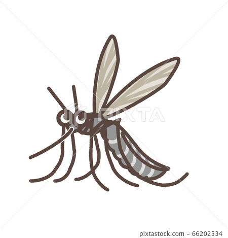 Mosquito illustration Mosquito illustration 66202534