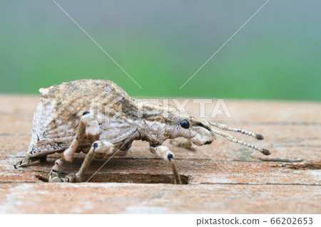 Shiloh cob weevil 66202653
