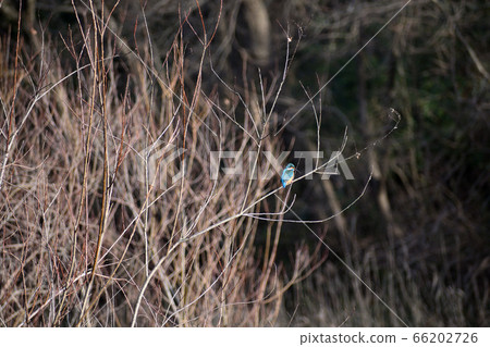翠鳥棲息在樹枝上 翠鳥棲息在樹枝上 66202726