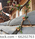 花 廠 植物 66202763