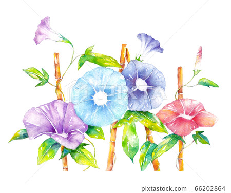 牽牛花畫水彩插圖 66202864