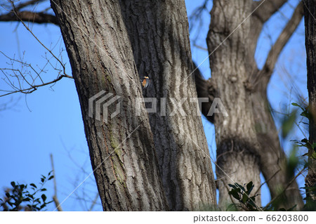 Parus on a tree Parus on a tree 66203800