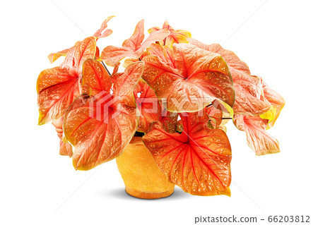Red caladium plant in clay pot isolated on white background with clipping path 66203812