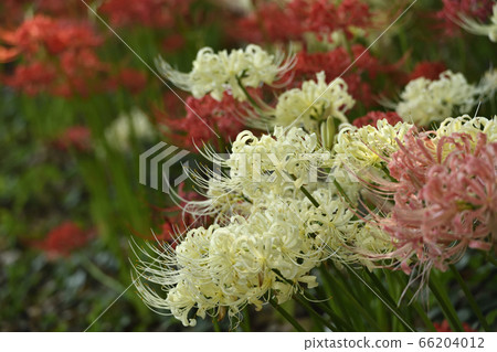 一簇紅色和白色簇孤挺花 66204012