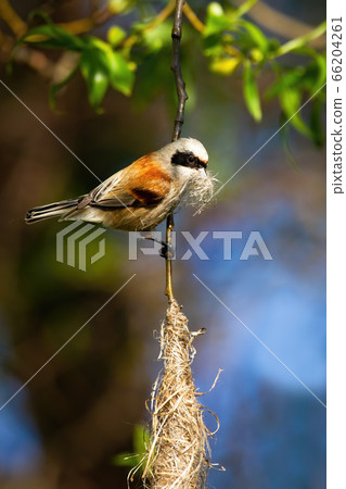 European penduline tit holding grass in beak and building hanging nest European penduline tit holding grass in beak and building hanging nest 66204261