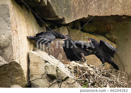 Adult common raven feeding chicks on a nest in rocky cliff Adult common raven feeding chicks on a nest in rocky cliff 66204262