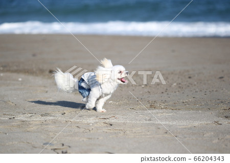 White dog running with a smile on the seaside 66204343