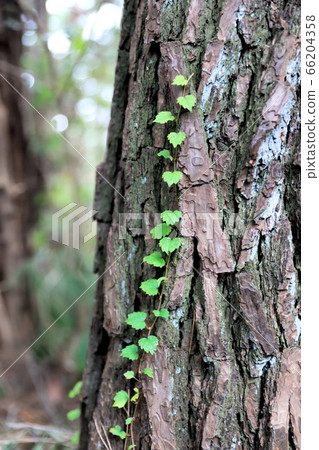 Ivy on wood background 66204358
