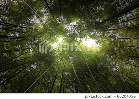 Bamboo sky background 66204359