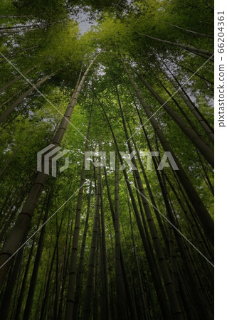 A stretched bamboo 66204361